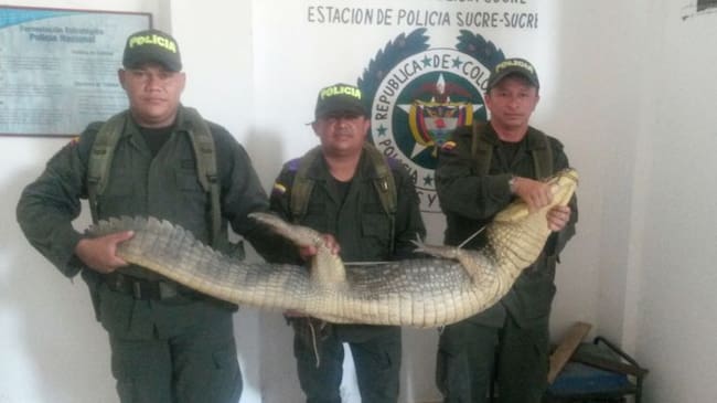 Caimán capturado en Sucre