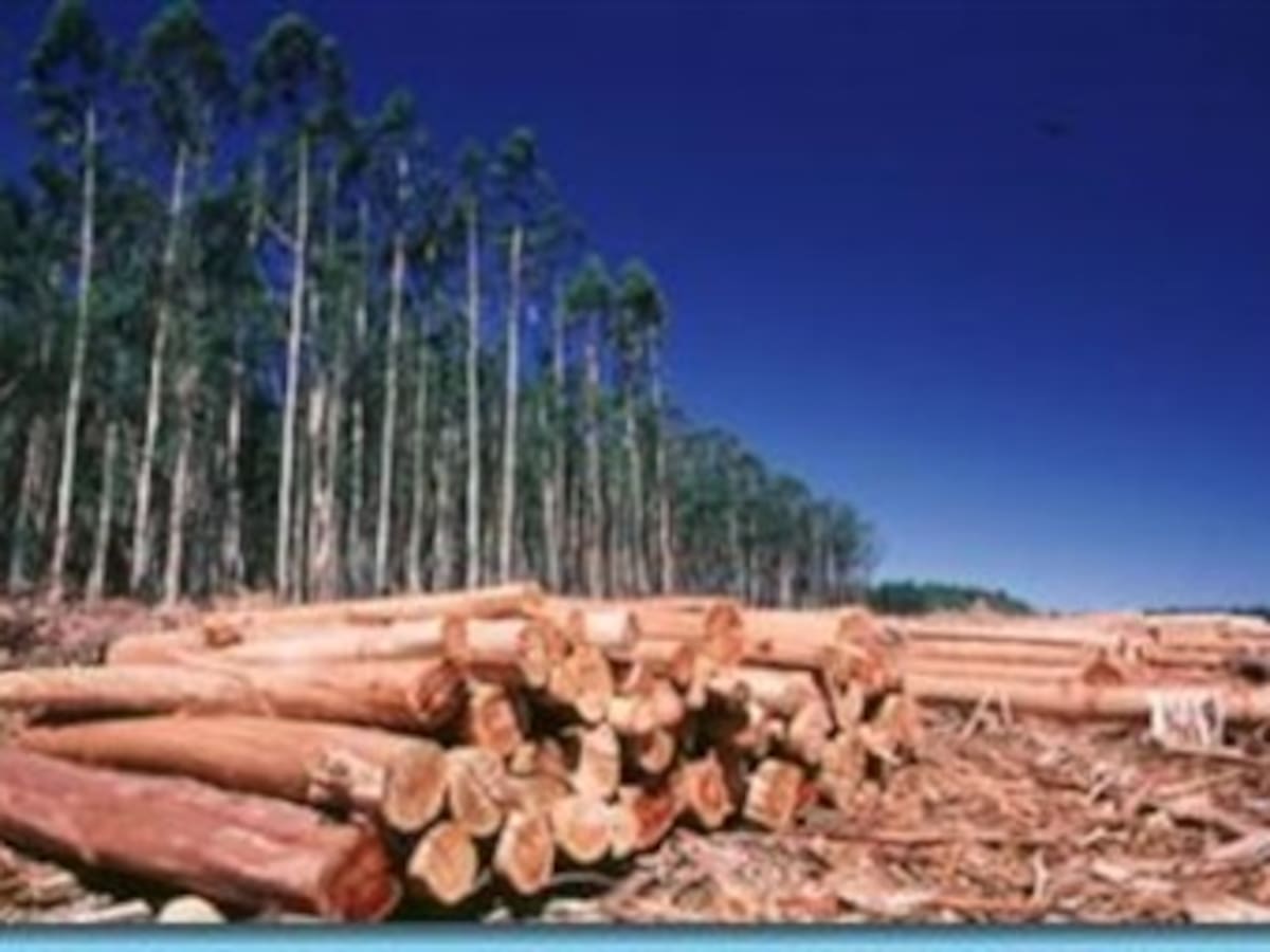 Con residuos de la tala arbórea buscan generar energía