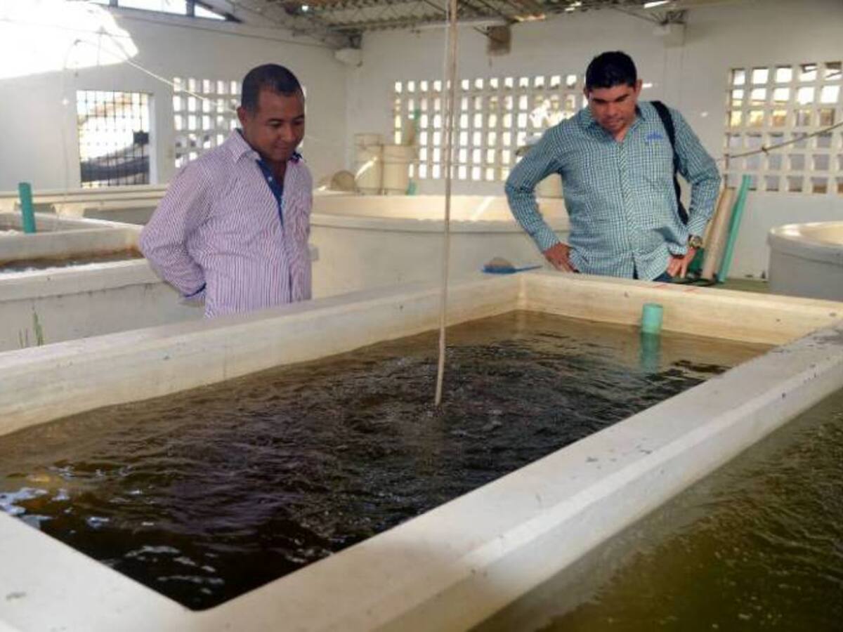 Estrategia para la Producción Piscícola en alianza con la Universidad de Cartagena