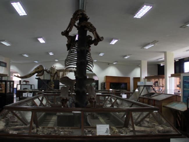 [Fotos] Conozca el único museo geológico del país, con sede en Bogotá