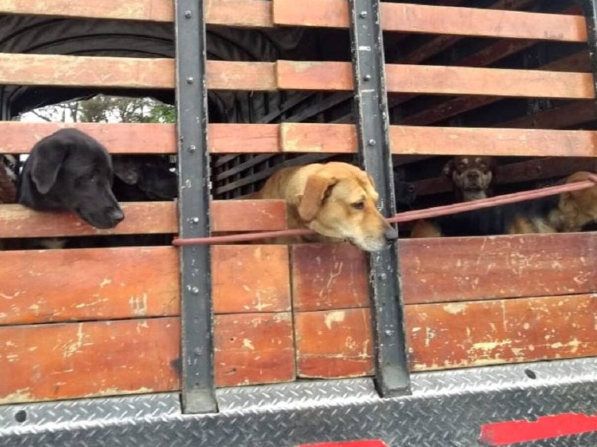 Ejército responde a concejal por supuesta desaparición de perros