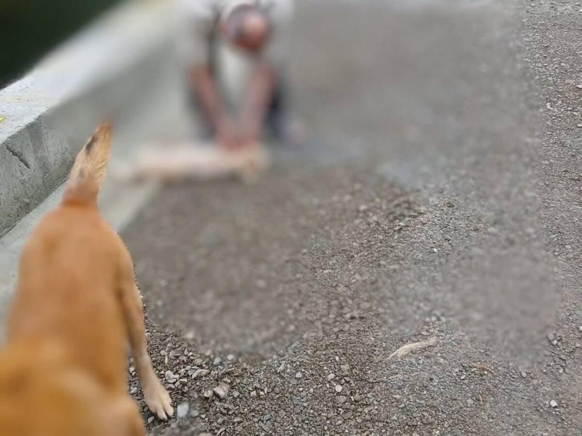 Indignación por caso de maltrato animal: un perro es hallado muerto colgando de un puente en Caldas