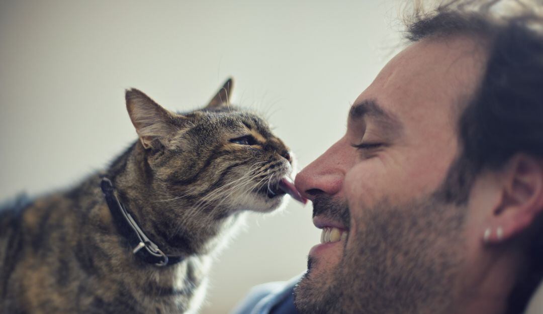 Un grupo de investigadores de la Universidad de Kioto (Japón) realizó un estudio a 36 felinos para conocer su conducta social con los humanos.