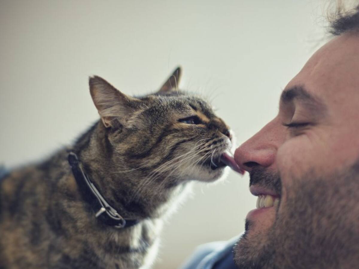 ¿Son de verdad desleales los gatos?