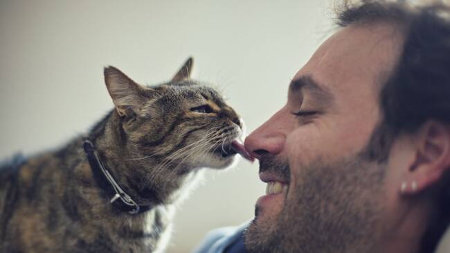 Un grupo de investigadores de la Universidad de Kioto (Japón) realizó un estudio a 36 felinos para conocer su conducta social con los humanos.