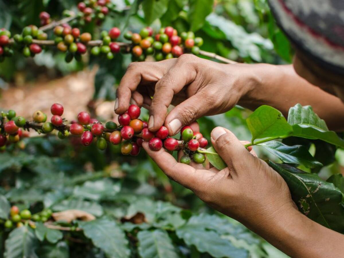 Cómo controlar los brotes de broca y roya del café