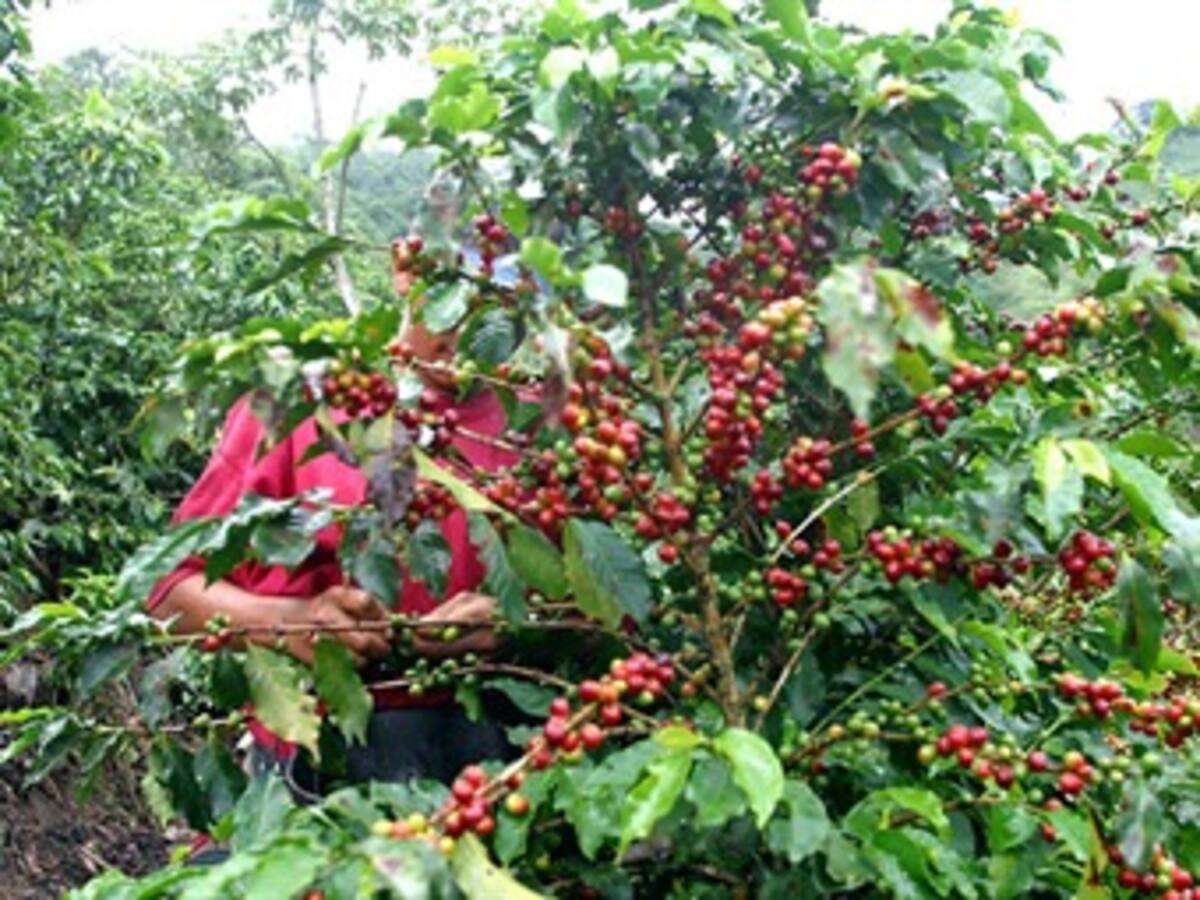 Fiscalía investiga a cooperativas cafeteras