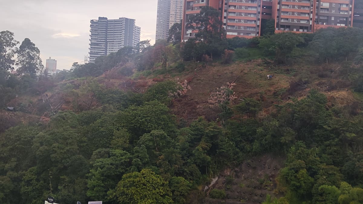 Empresa que hizo tala masiva de árboles en Medellín sí tiene autorización de la entidad ambiental