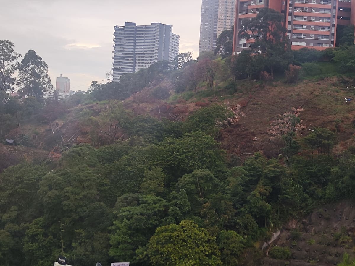 Empresa que hizo tala masiva de árboles en Medellín sí tiene autorización de la entidad ambiental