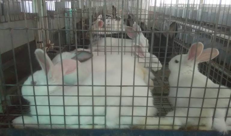 Cría de conejos