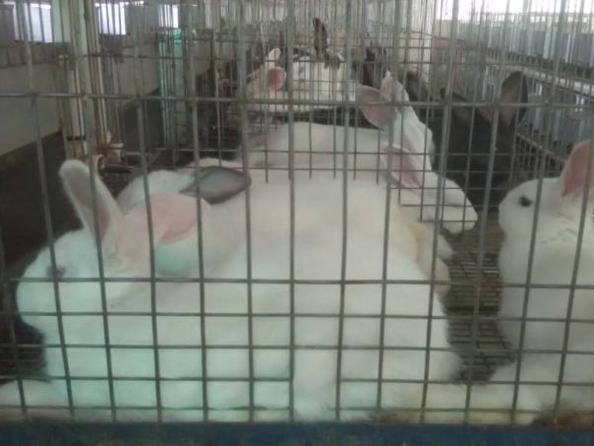 Aprendamos a comer carne de conejo