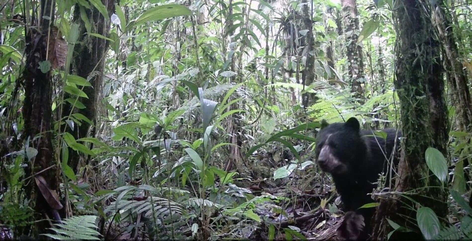 Una familia de osos de anteojos fue avistada en Villa Rica, Tolima. (Cortesía Fundación AMÉ).
