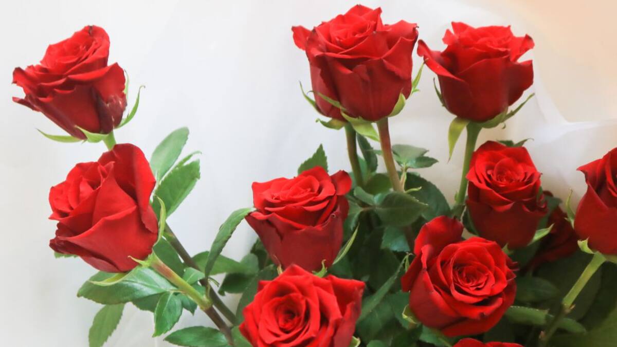 Flores colombianas, siempre un gran regalo aún en medio de la crisis