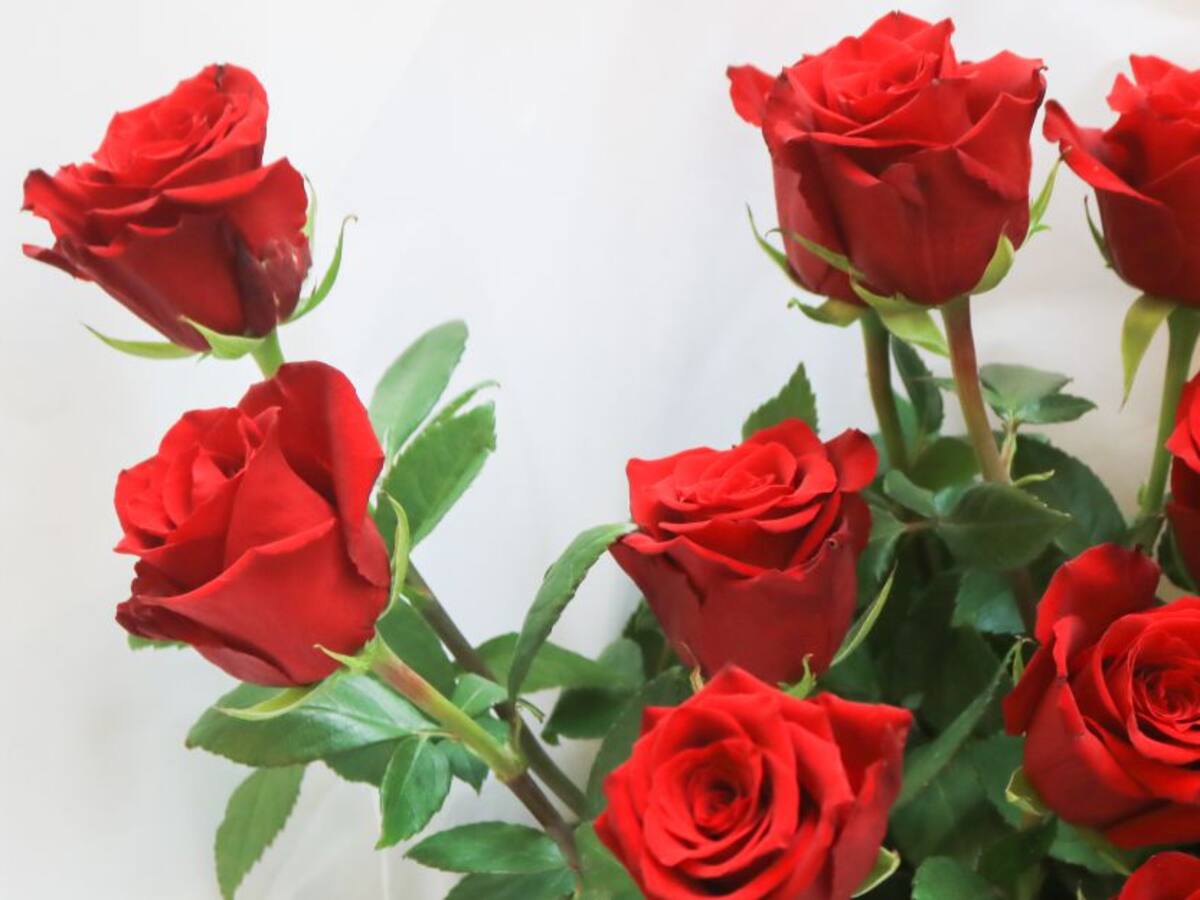 Flores colombianas, siempre un gran regalo aún en medio de la crisis