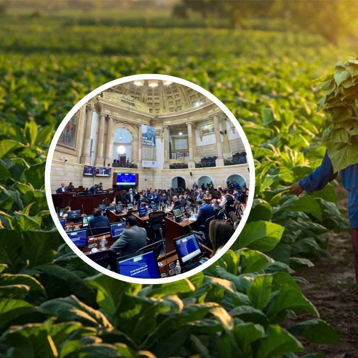 Logran acuerdo para eliminar “expropiación exprés” de ley de jurisdicción agraria