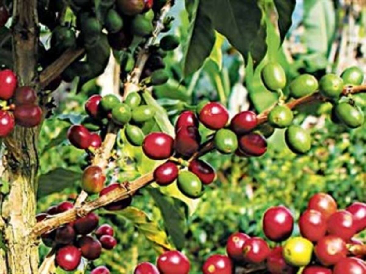 Crisis cafetera no es responsabilidad del actual Gobierno sino del anterior: Minagro