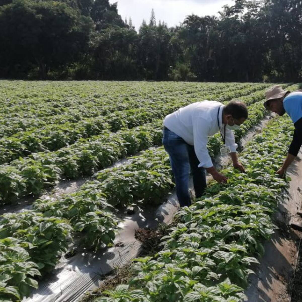 Aumentan los cultivos de albahaca en el Tolima