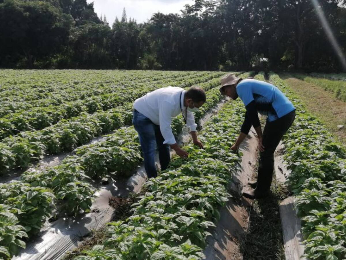 Aumentan los cultivos de albahaca en el Tolima