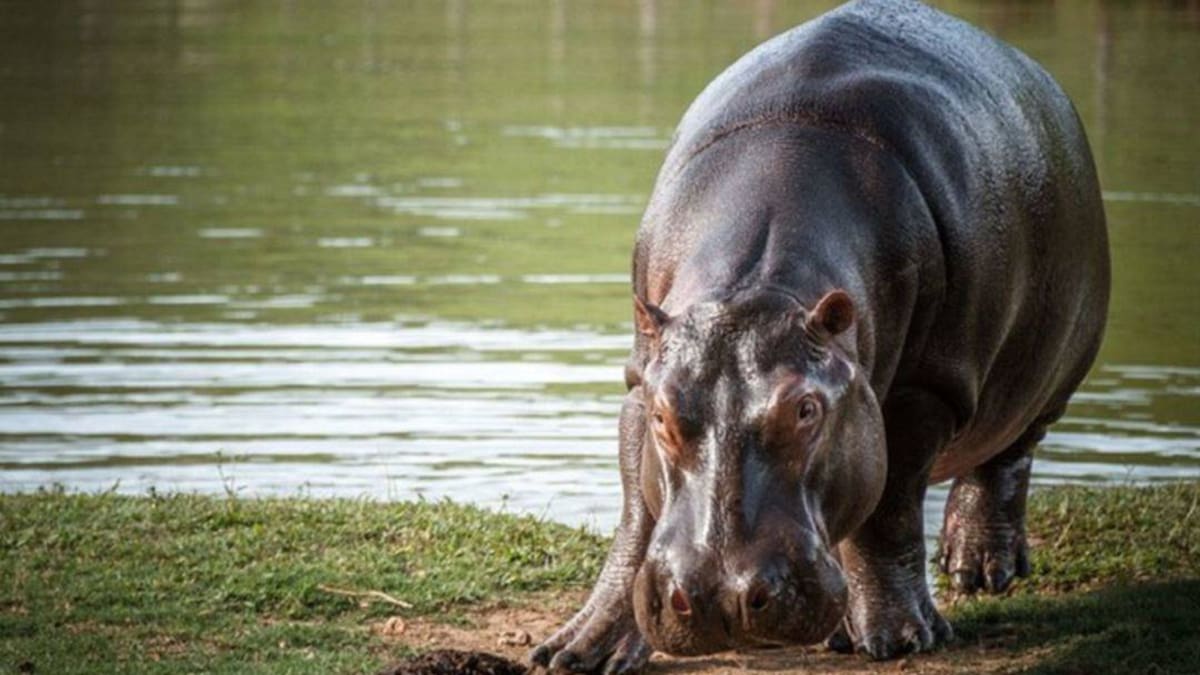Declararán a los hipopótamos una especie invasora en Colombia
