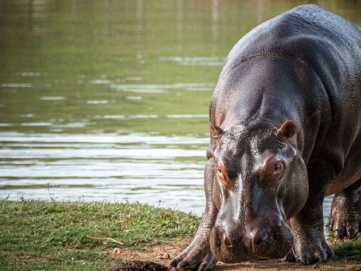 Declararán a los hipopótamos una especie invasora en Colombia