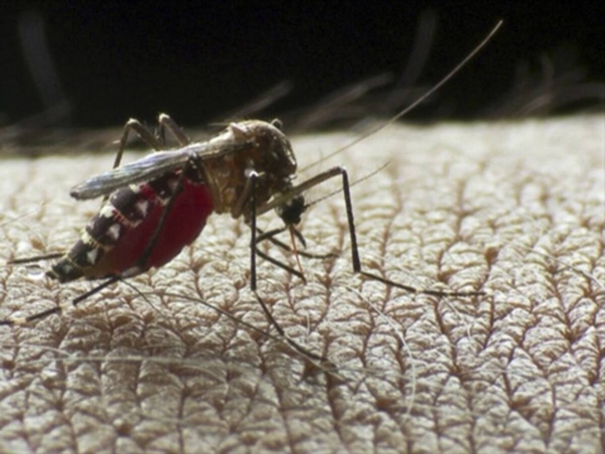 En 2014 por dengue murieron 88 personas