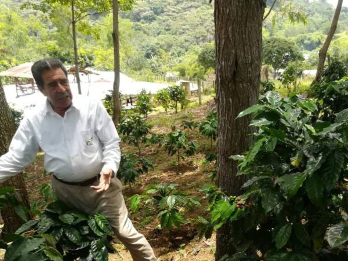 Desde la Sierra Nevada, café orgánico con sabor indígena