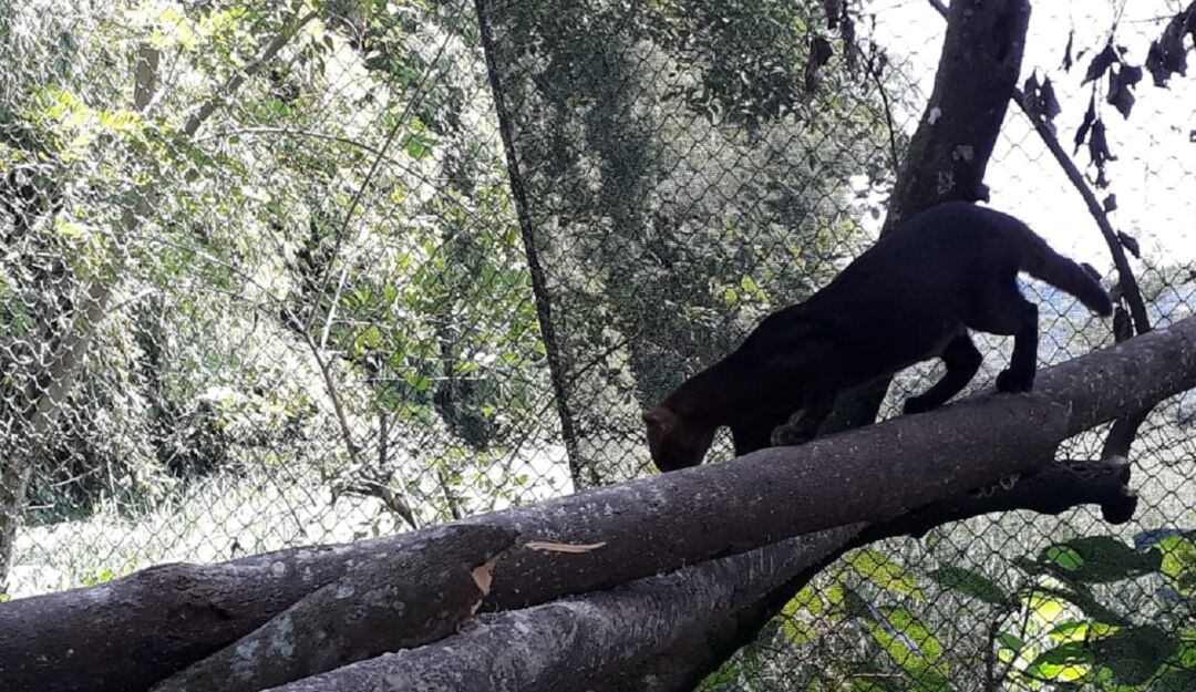 Recuperación de animales en Caldas