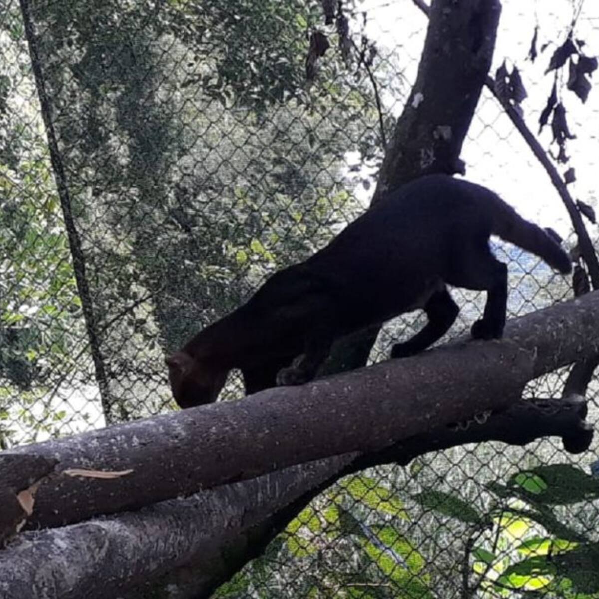 Puma yaguarundí rescatado en Caldas, vivirá en zoológico de Barranquilla