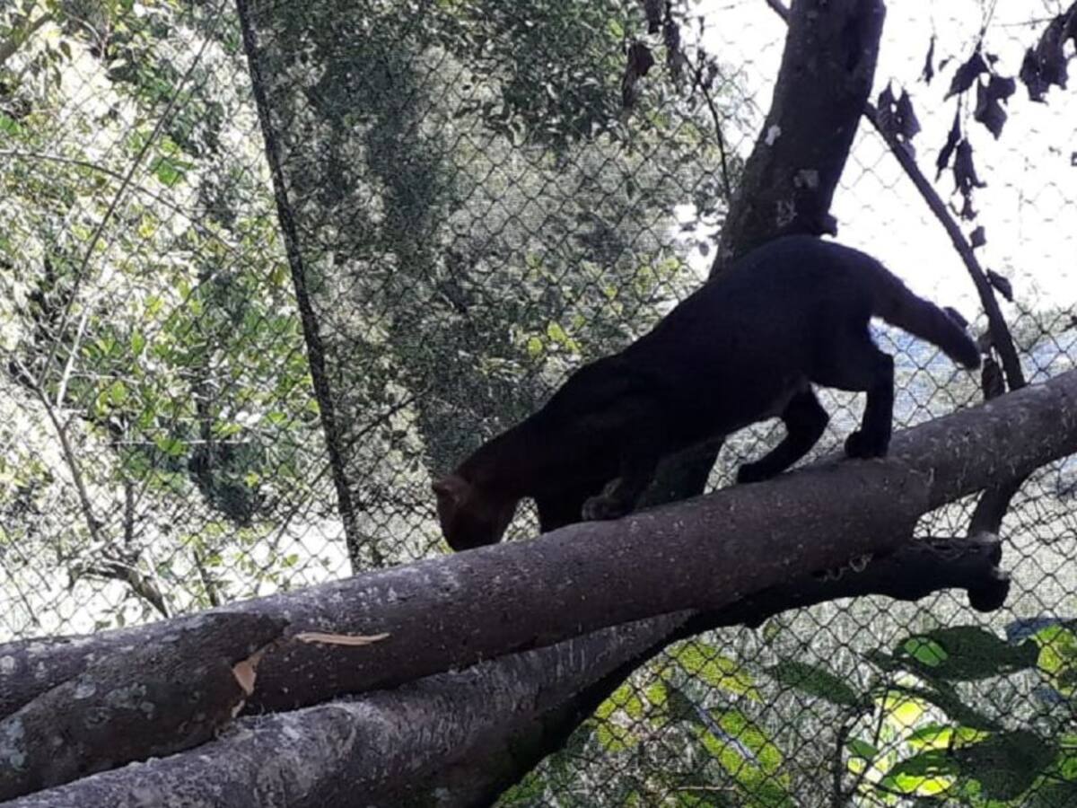 Puma yaguarundí rescatado en Caldas, vivirá en zoológico de Barranquilla