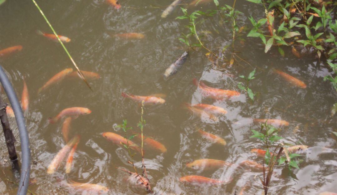 Acuicultura. Imagen de referencia