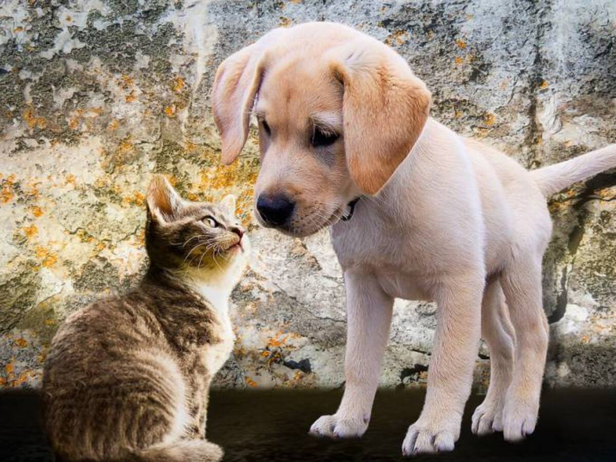 11° jornada mundial contra la RABIA