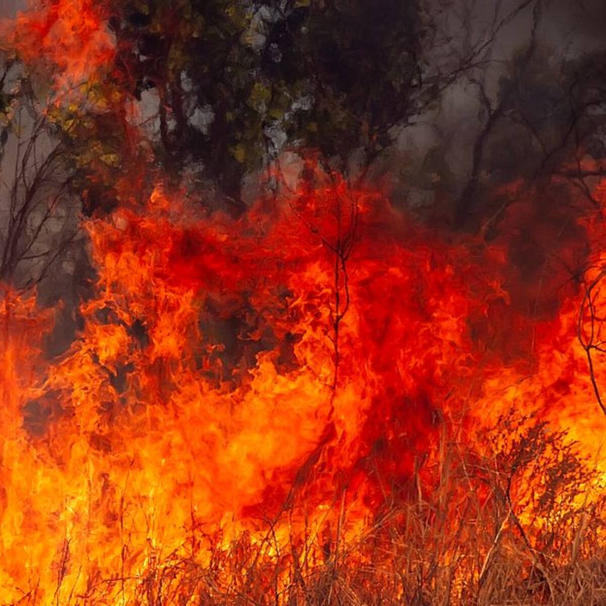 30 hectáreas de vegetación ha destruido un incendio en Firavitoba, Boyacá