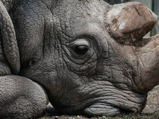 Crean en laboratorio embriones híbridos de rinoceronte blanco casi extinto