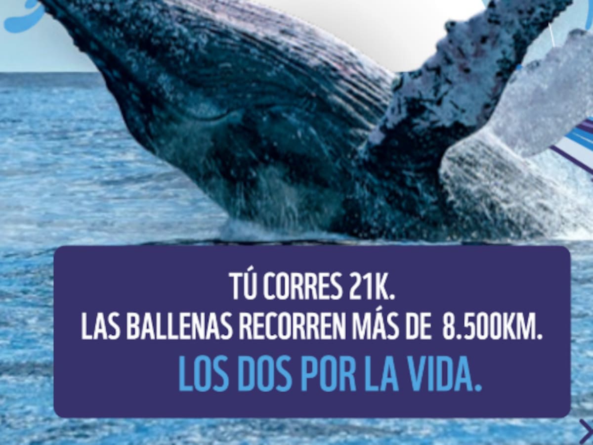Media Maratón de Cali correrá por la conservación de las ballenas jorobadas