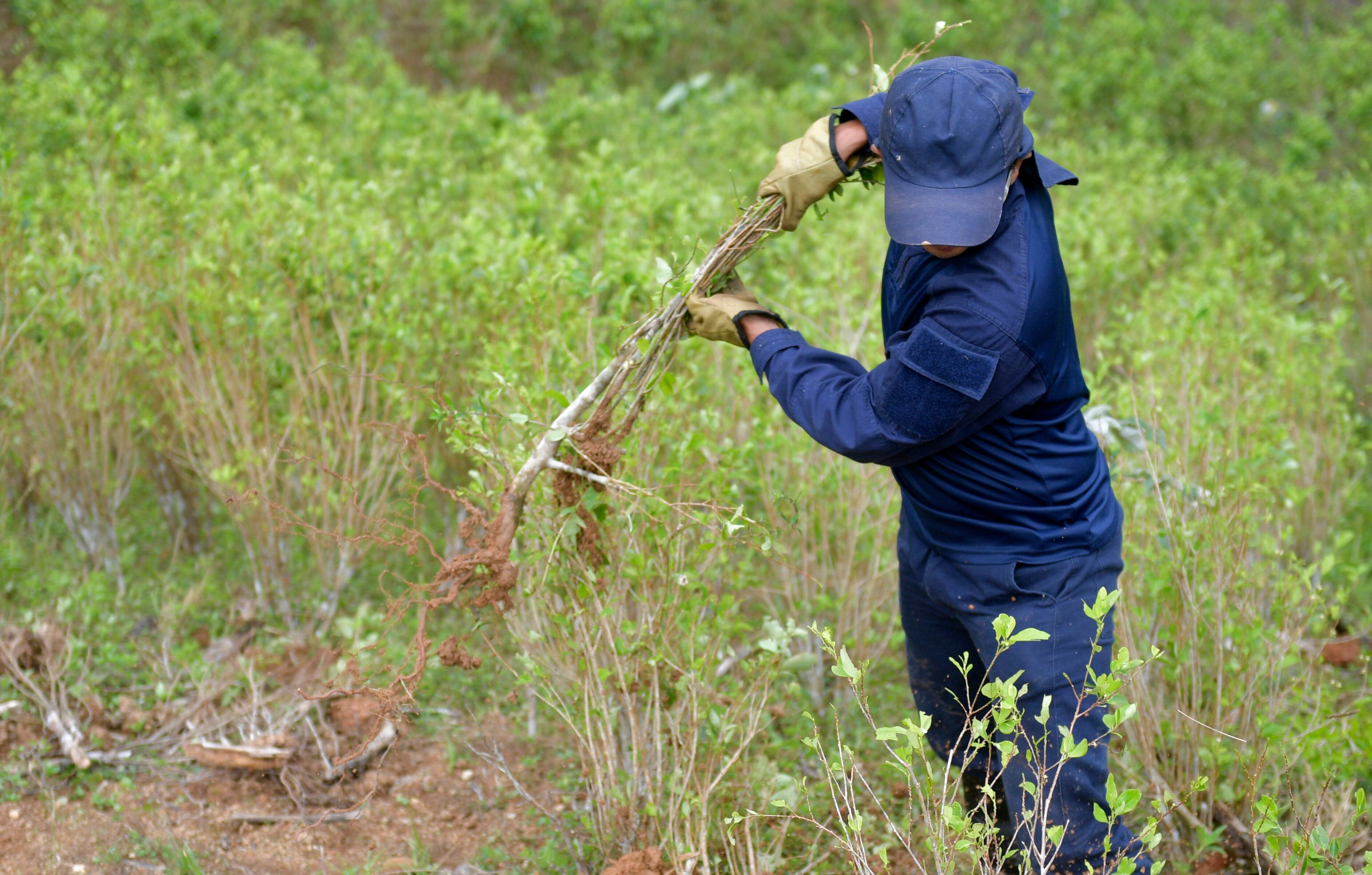 EE.UU. no quiere reducir la erradicación de coca en Colombia: WOLA