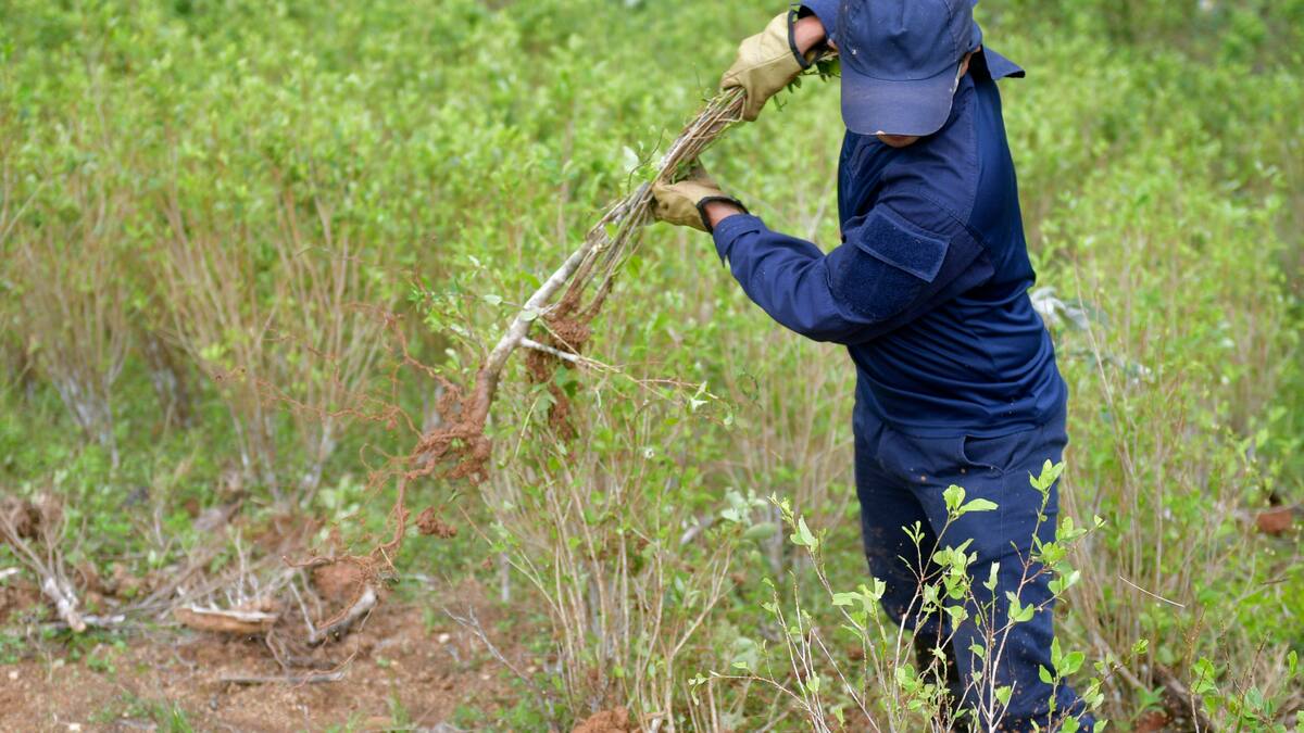 EE.UU. no quiere reducir la erradicación de coca en Colombia: WOLA