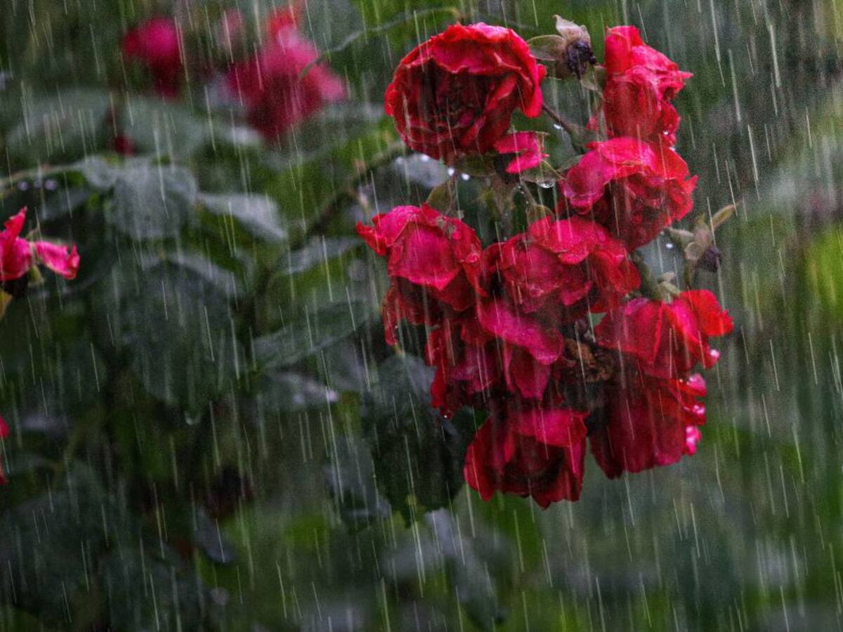 Una tragedia con mil corazones rotos