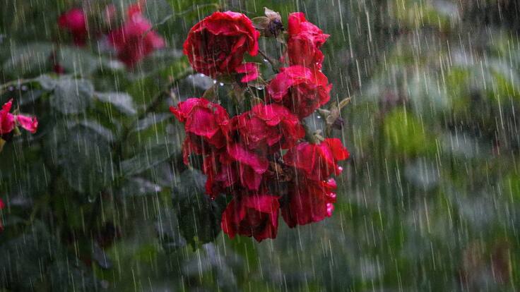 Una tragedia con mil corazones rotos.