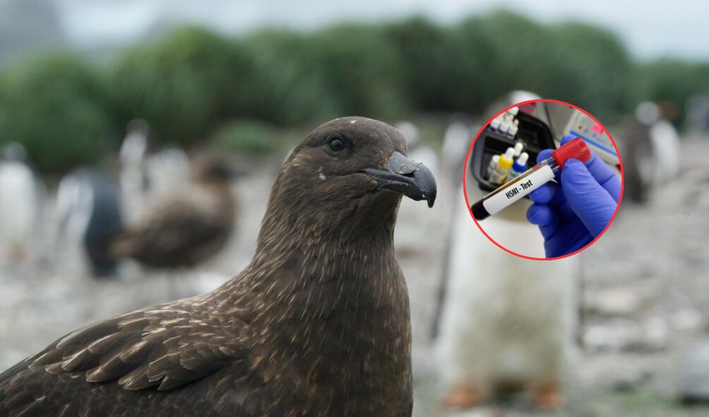 Estados Unidos registra el primer caso de gripe aviar en una persona que no tuvo contacto con animales. ( Foto: EFE / Getty / Caracol Radio )