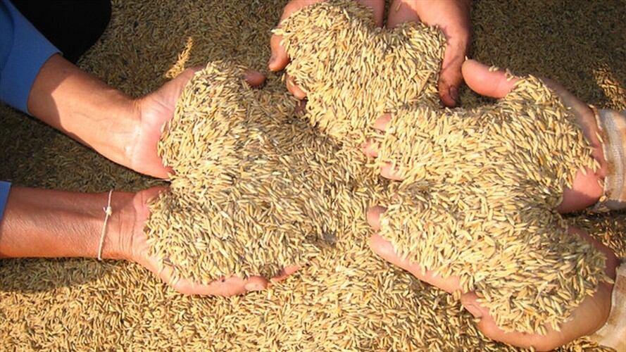 Arroceros piden apoyo urgente por parte del Gobierno para parar importaciones del cereal. Foto: Colprensa