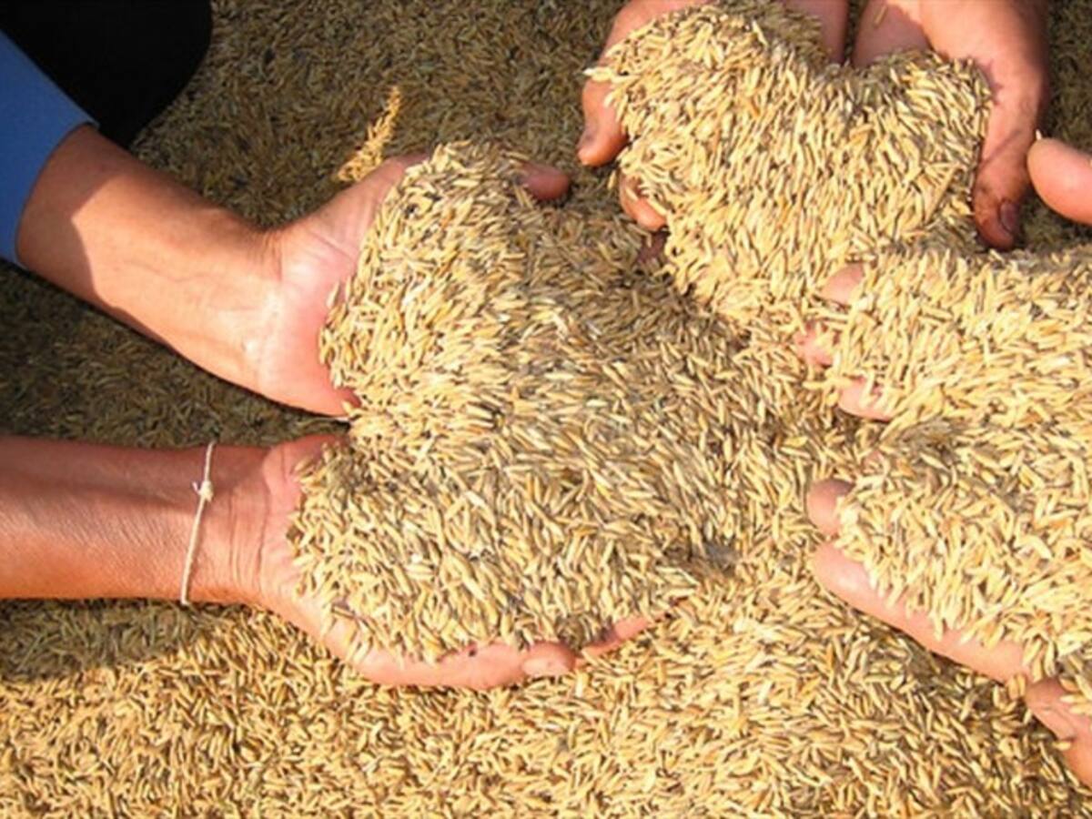 FAO: el mundo logrará producción récord de cereales en 2025