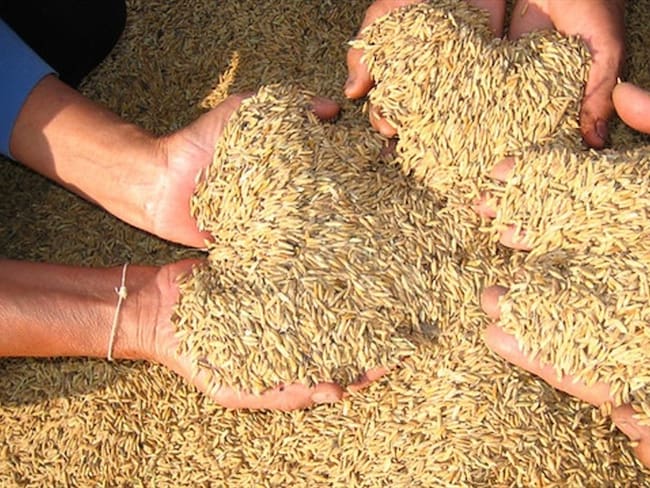 Arroceros piden apoyo urgente por parte del Gobierno para parar importaciones del cereal. Foto: Colprensa