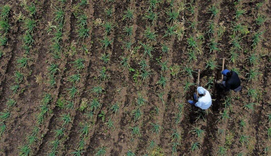 Seguro para pequeños campesinos