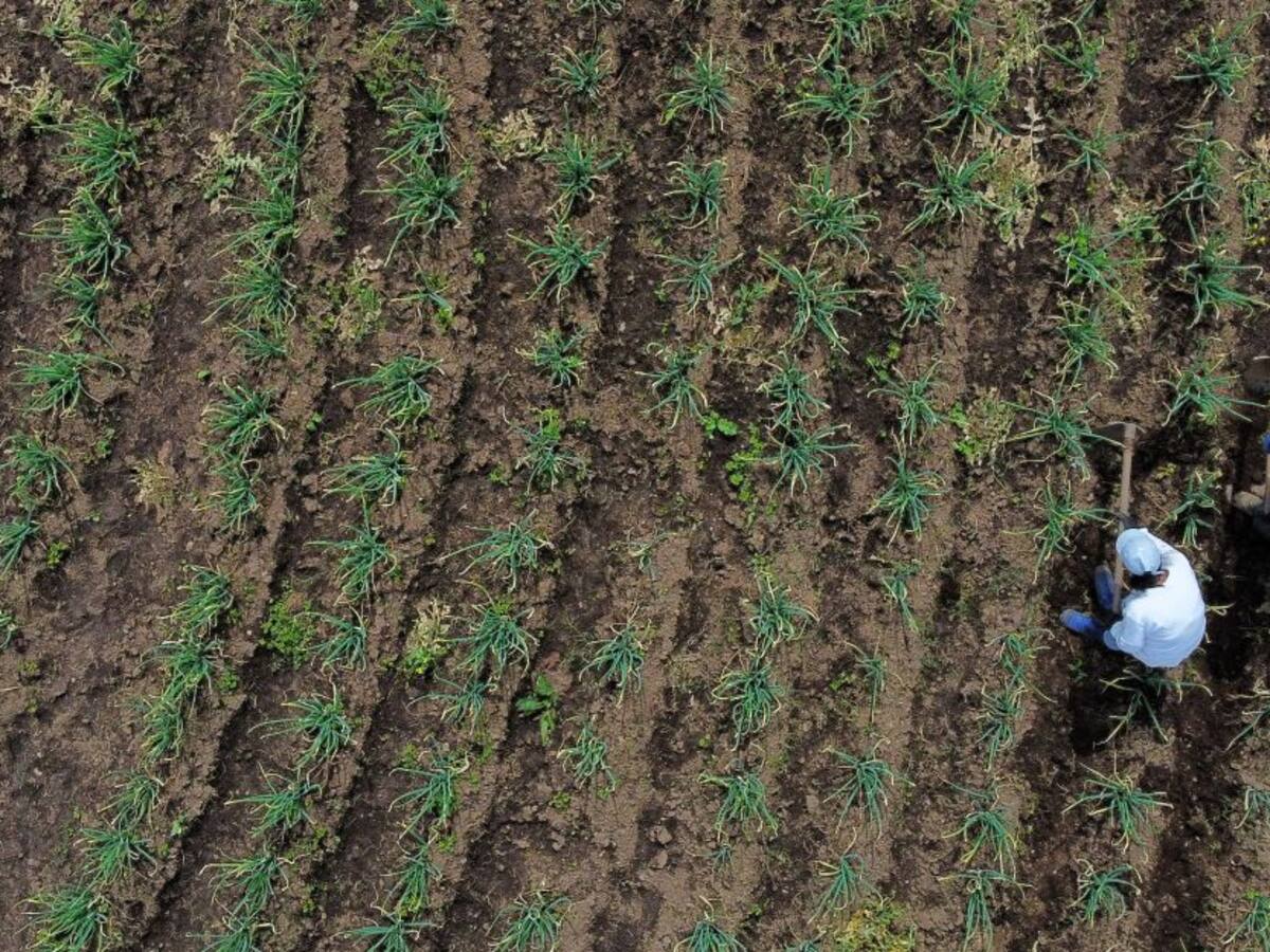 Banco Agrario implementa el seguro paramétrico para pequeños productores