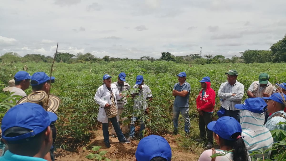 Con semillas de alta calidad fortalecen cultivos de yuca en región Caribe