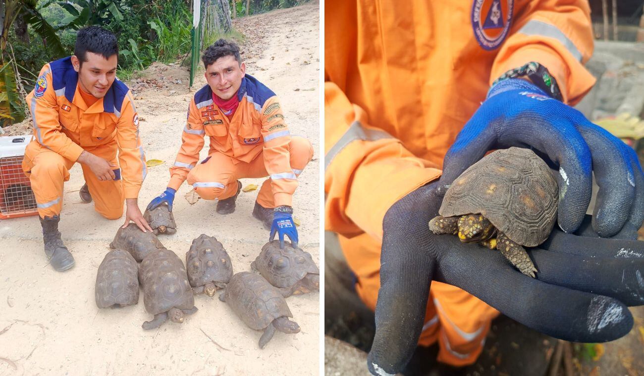 MinAmbiente entregó reporte de operaciones contra el tráfico de fauna en el país ¿Cuáles son las cifras?