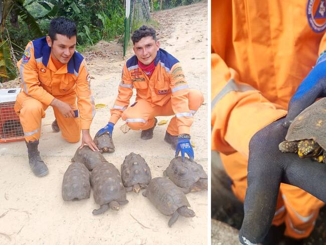 Rescatan 14 tortugas que iba a ser sacrificadas en Santander 