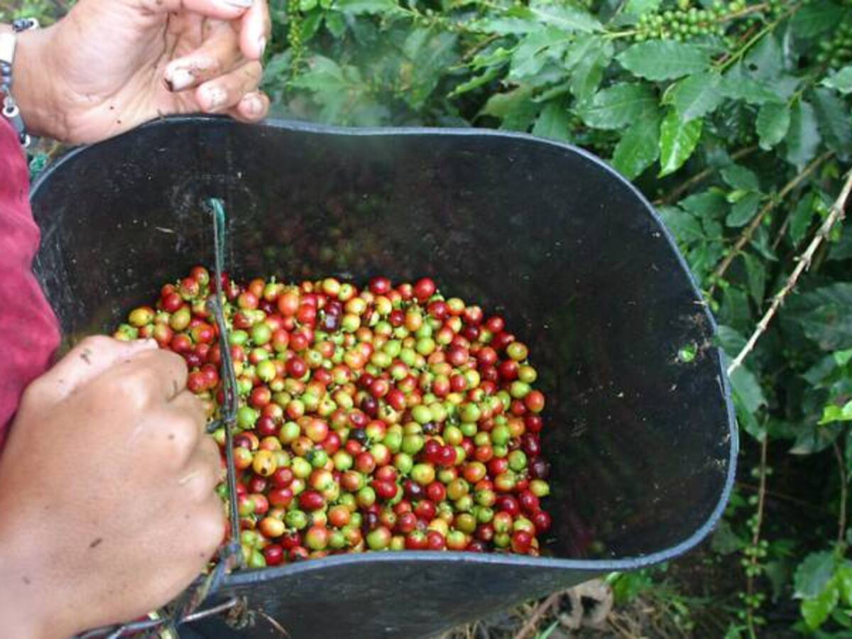 Cafeteros del Huila proponen Fondo de Estabilización de Precios