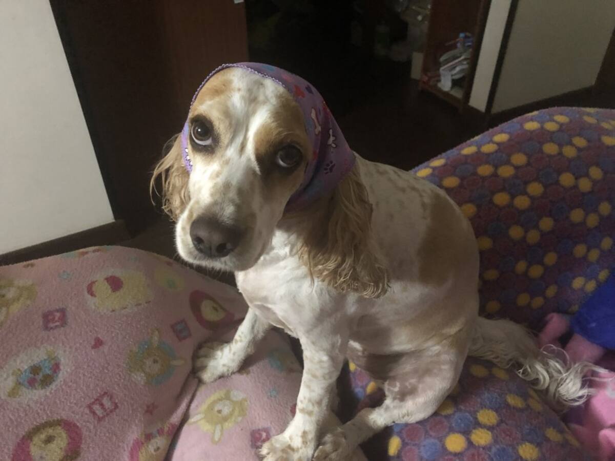 Francisco Vanegas nos mandó la fotico de su perrita Lolita, acompañado de este mensaje: Somos fieles oyentes de su programa y en general "Caracoleros hasta las pulgas". Les enviamos la foto de Lolita, es una niña muy tierna y alma de la casa, con el fin de participar en la rifa de los libros, espero que autografiados por Darcy y Mark.