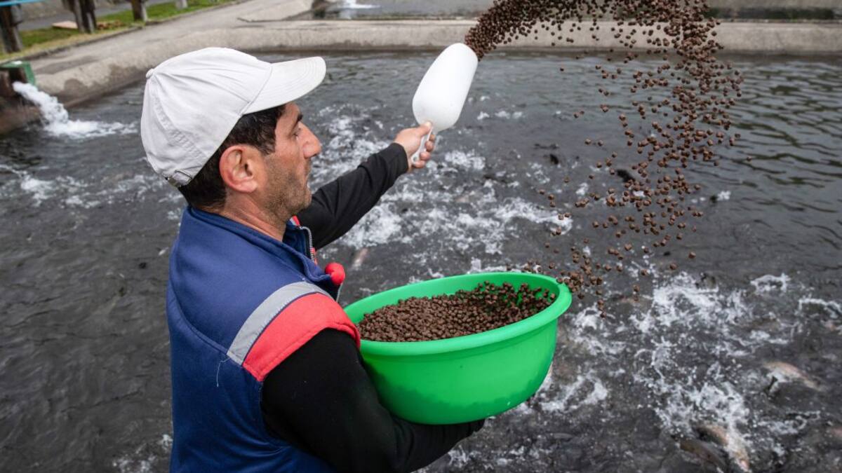 Cultivos de peces, una buena opción de negocio